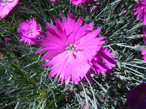 The Mystique and Allure of Blazing Witch Dianthus